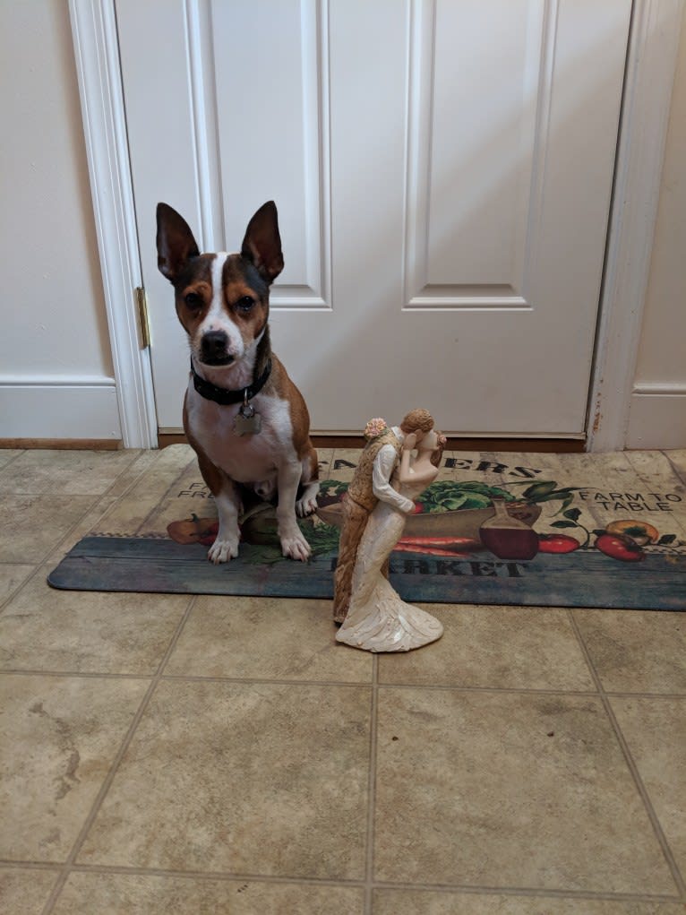 Frasier, a Chihuahua and Rat Terrier mix tested with EmbarkVet.com