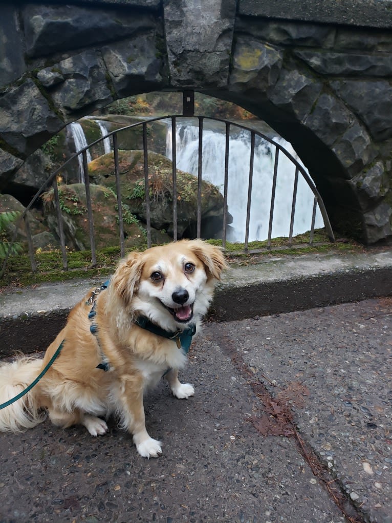 Dougie, a Chihuahua and Dachshund mix tested with EmbarkVet.com