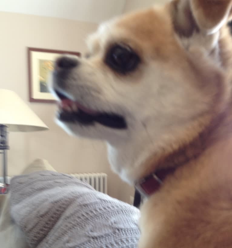 Photo of Jiminy, a Chihuahua, Pomeranian, and Bichon Frise mix in West Virginia, USA