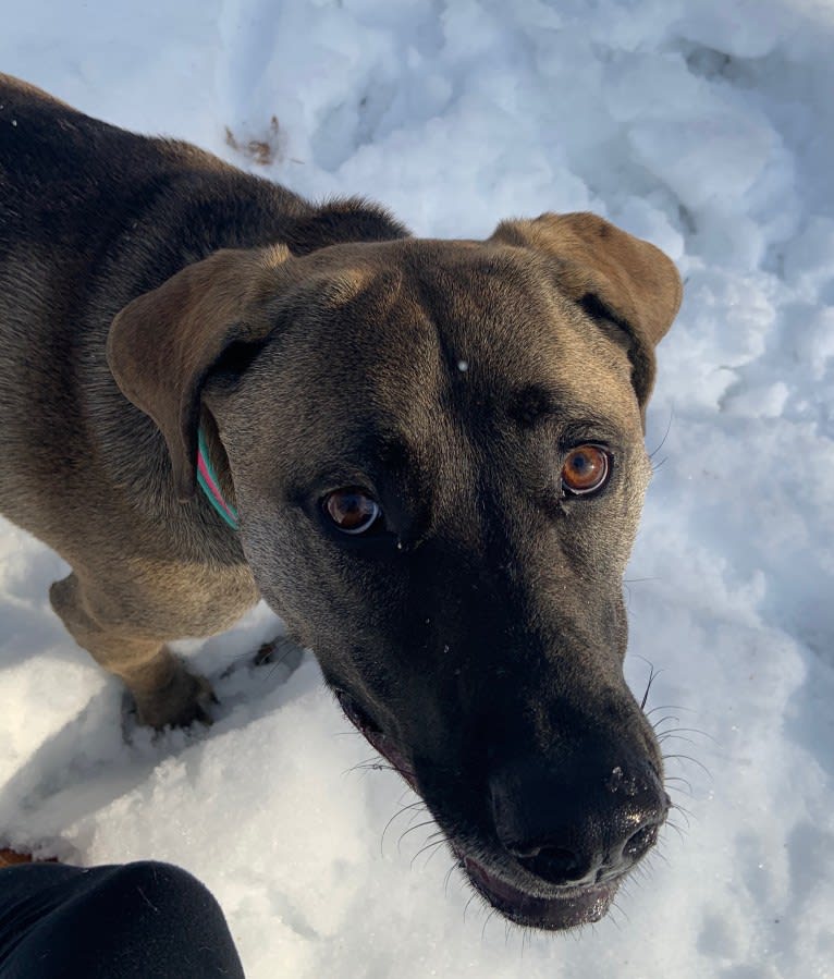 Ella, an American Bulldog and Labrador Retriever mix tested with EmbarkVet.com