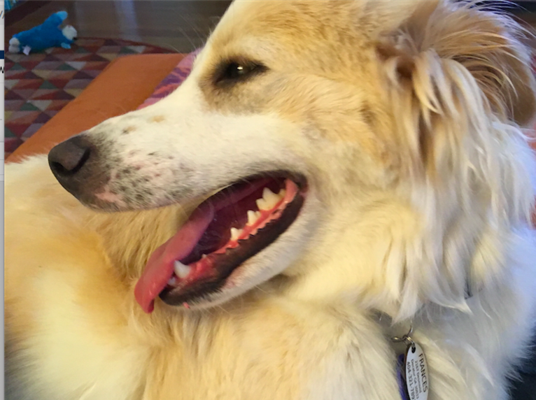 Frances, a Labrador Retriever and American Pit Bull Terrier mix tested with EmbarkVet.com