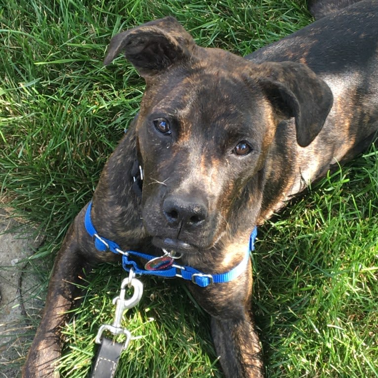 Parker, a Boxer and Chow Chow mix tested with EmbarkVet.com