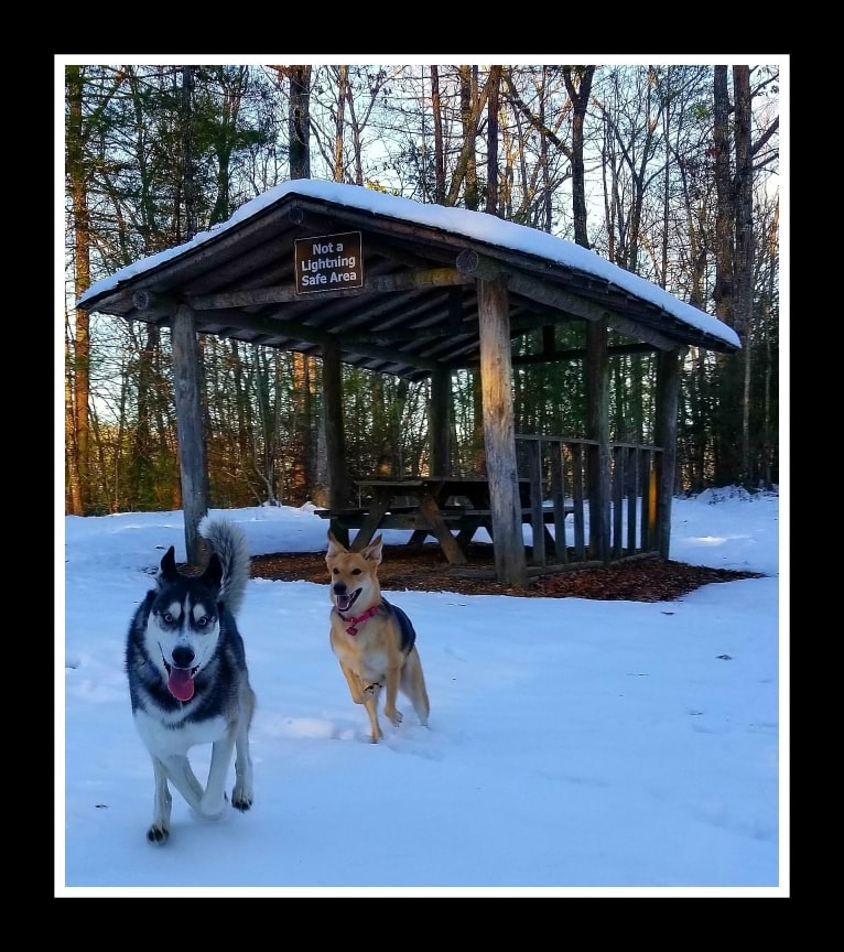 Teko, a Siberian Husky tested with EmbarkVet.com