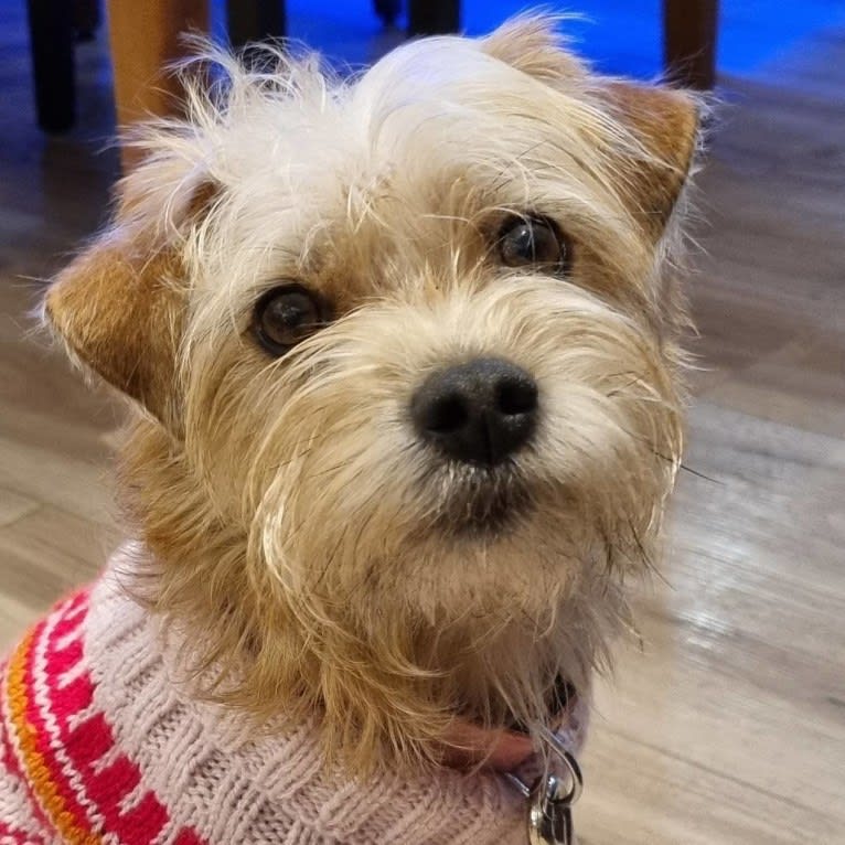 Freyja, a Russell-type Terrier and Border Terrier mix tested with EmbarkVet.com