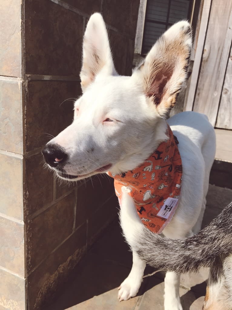 Finn, an Australian Cattle Dog and Australian Shepherd mix tested with EmbarkVet.com