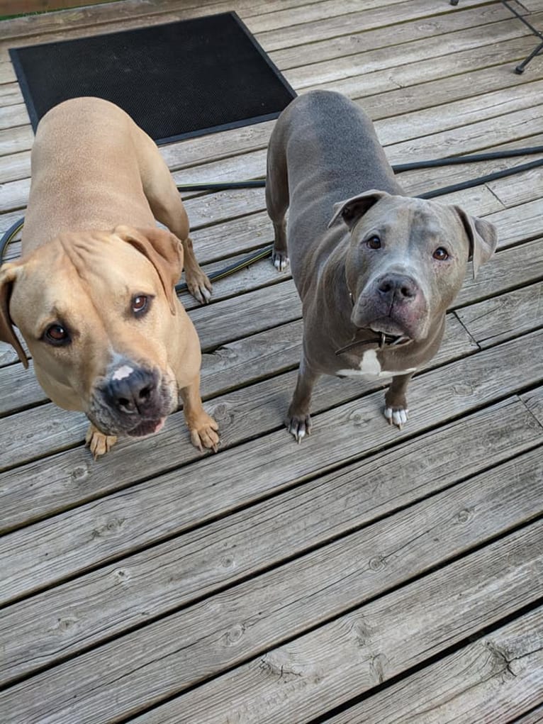 Creedence, an American Pit Bull Terrier and American Staffordshire Terrier mix tested with EmbarkVet.com