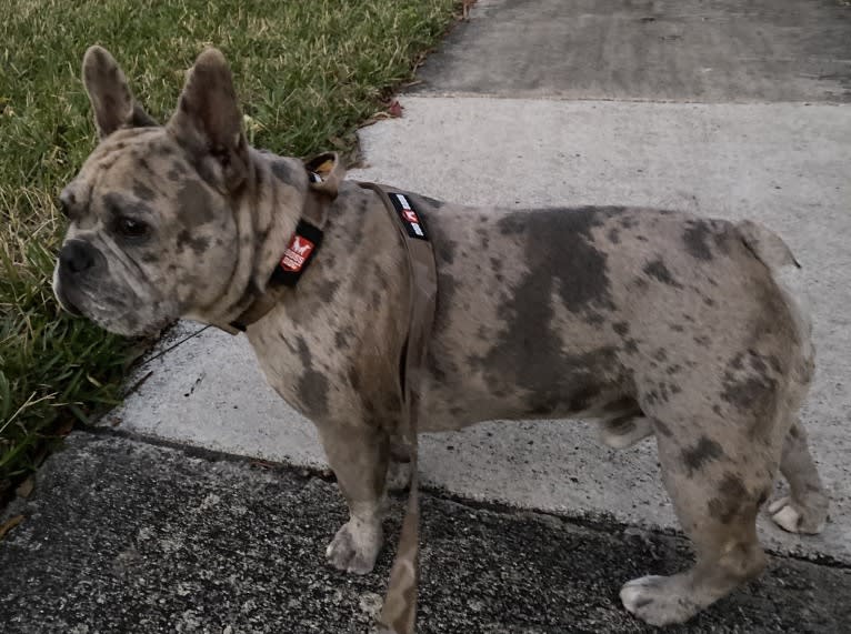 George, a French Bulldog tested with EmbarkVet.com