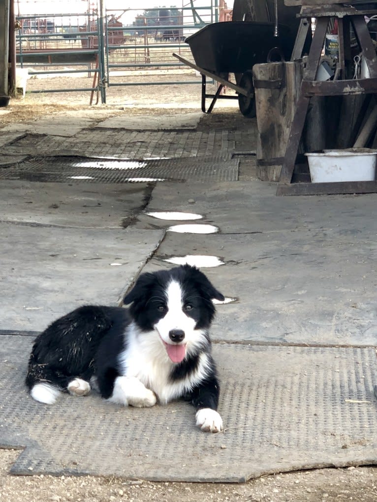 Angel, a Border Collie tested with EmbarkVet.com