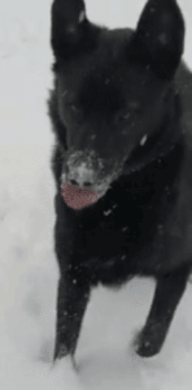 Moose, a Siberian Husky and Labrador Retriever mix tested with EmbarkVet.com