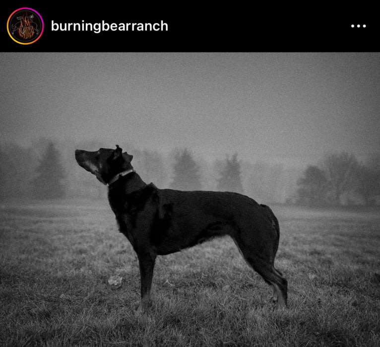 Akuma, a Beauceron tested with EmbarkVet.com