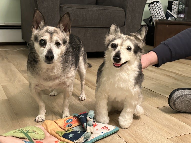 Midge, a Chihuahua and Australian Shepherd mix tested with EmbarkVet.com