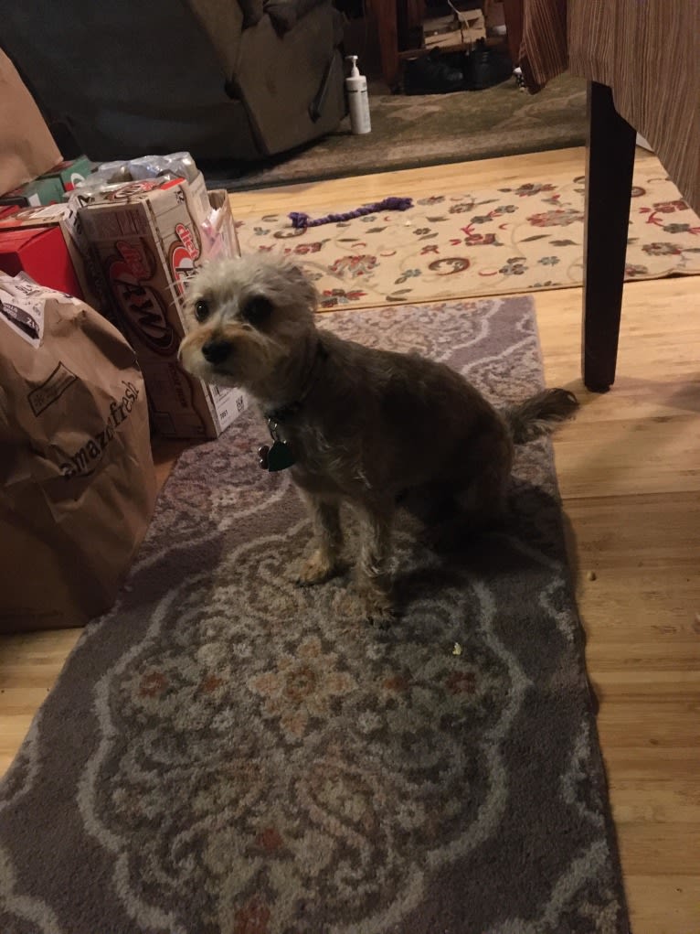 Photo of Ginger, a Poodle (Small), Yorkshire Terrier, Chihuahua, and Mixed mix in California, USA