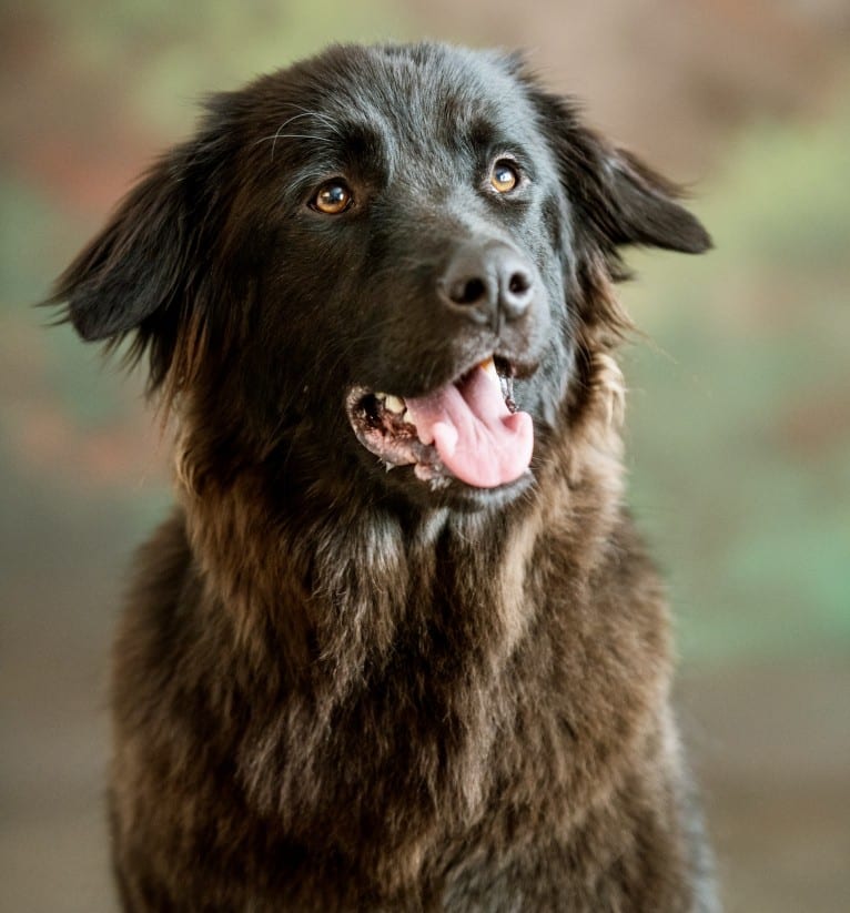 Koko, a German Shepherd Dog and Akita mix tested with EmbarkVet.com