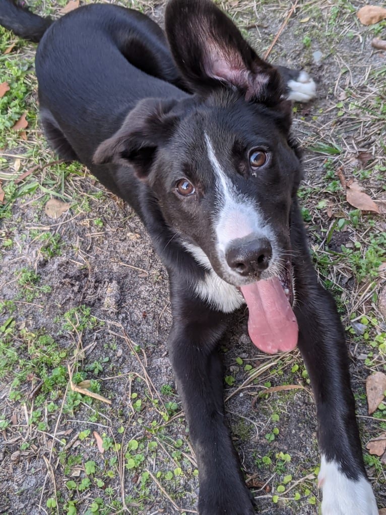 Teddy, a Siberian Husky and American Pit Bull Terrier mix tested with EmbarkVet.com