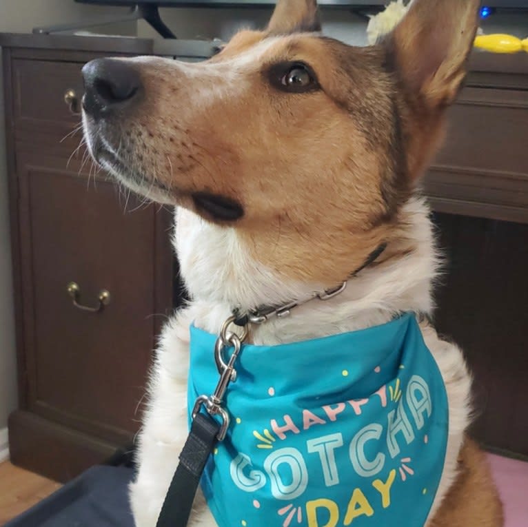 Zeke, an Australian Cattle Dog and Collie mix tested with EmbarkVet.com