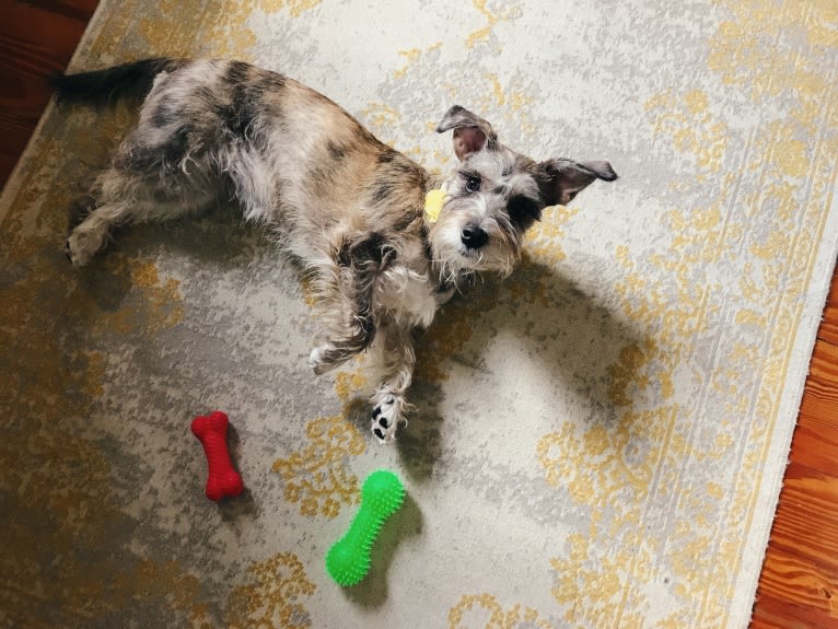 Adelaide, a Miniature Schnauzer and Boston Terrier mix tested with EmbarkVet.com