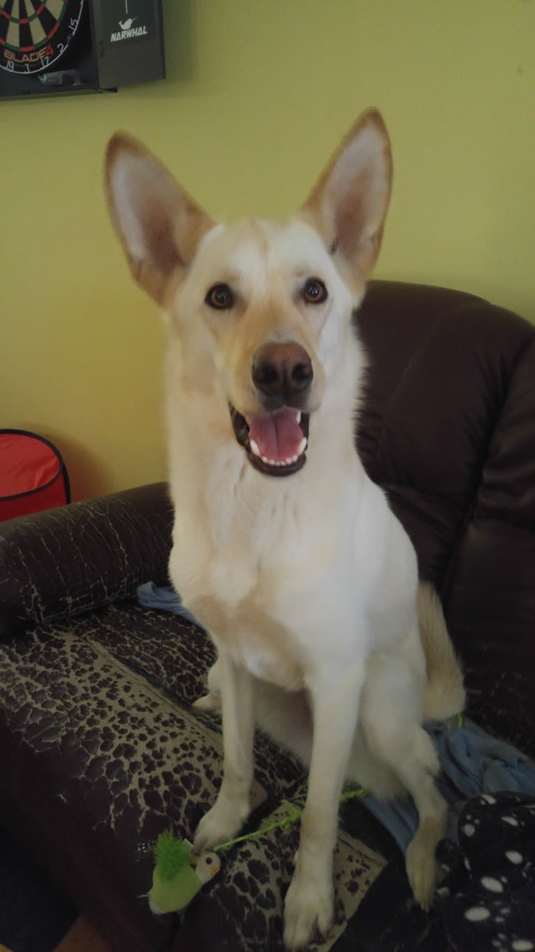 Loki, a Siberian Husky and Australian Cattle Dog mix tested with EmbarkVet.com