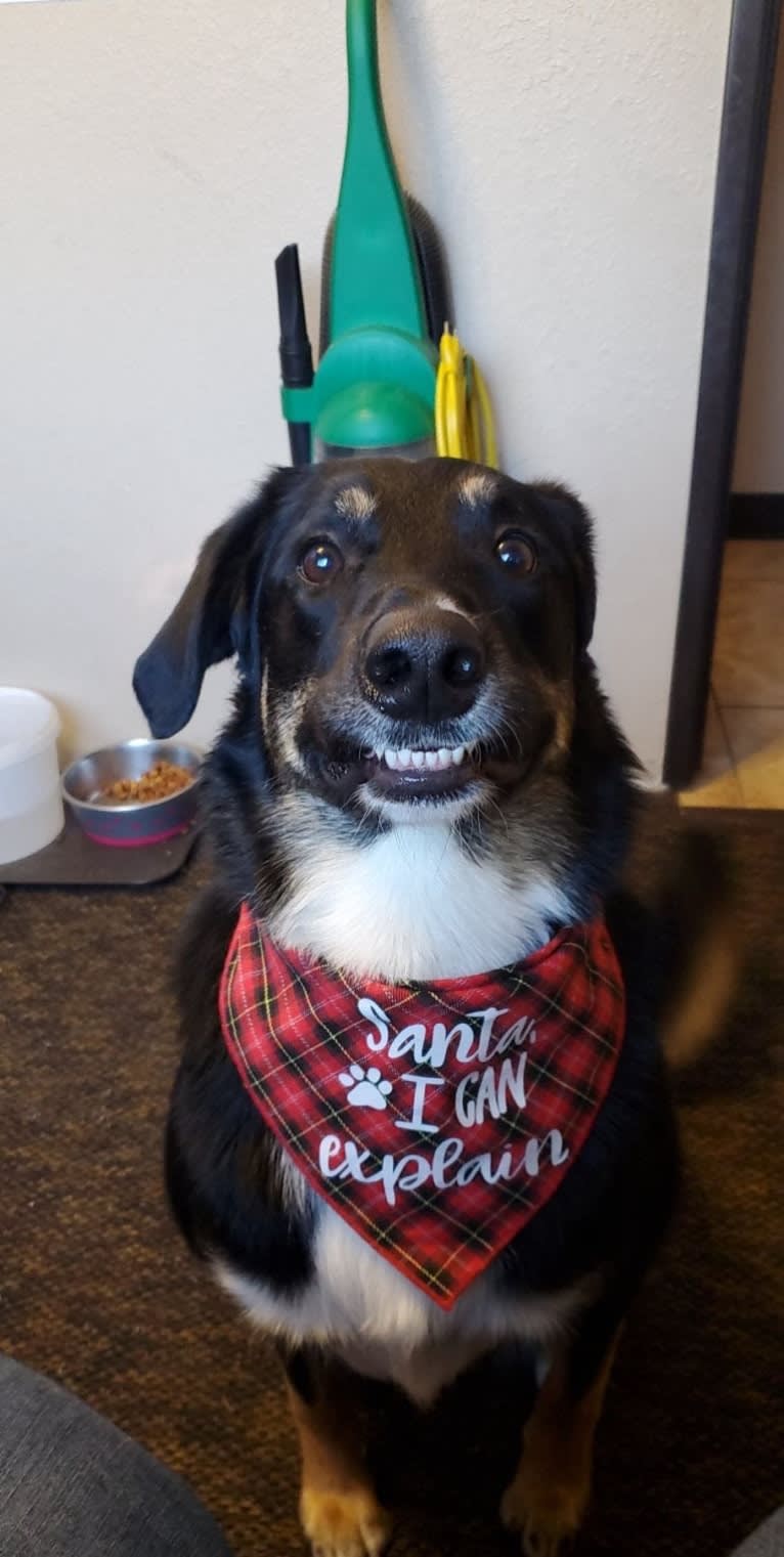 Louyie, a Border Collie and Labrador Retriever mix tested with EmbarkVet.com