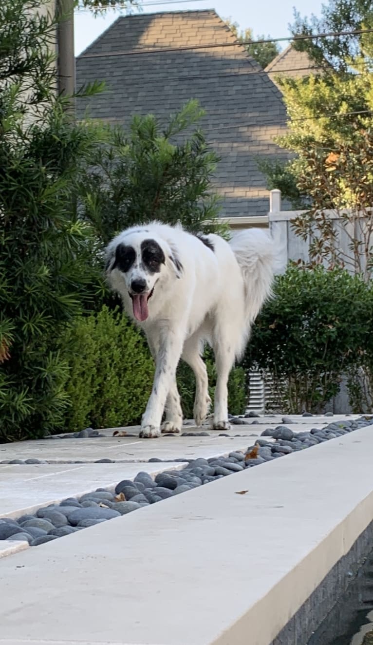 Zorro, a Great Pyrenees tested with EmbarkVet.com