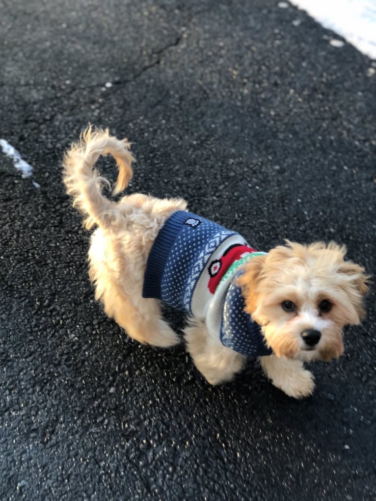 Jax, a Cavalier King Charles Spaniel and Havanese mix tested with EmbarkVet.com