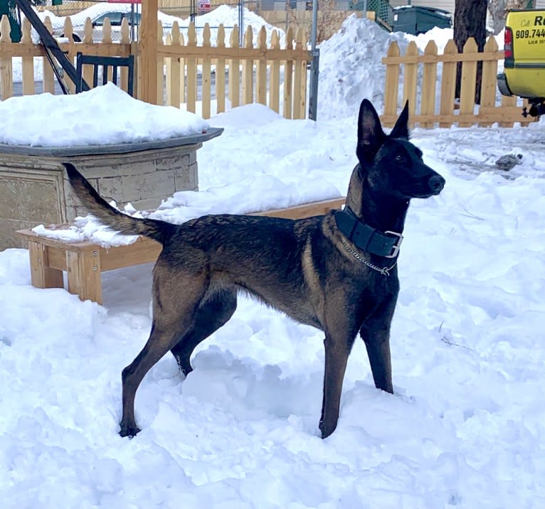 Mia, a Belgian Shepherd tested with EmbarkVet.com