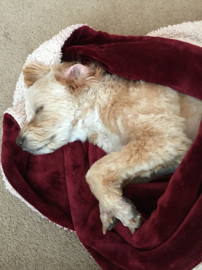 Jacks, a Cocker Spaniel and Bichon Frise mix tested with EmbarkVet.com