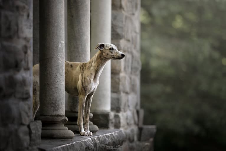 Toscane, a Whippet tested with EmbarkVet.com