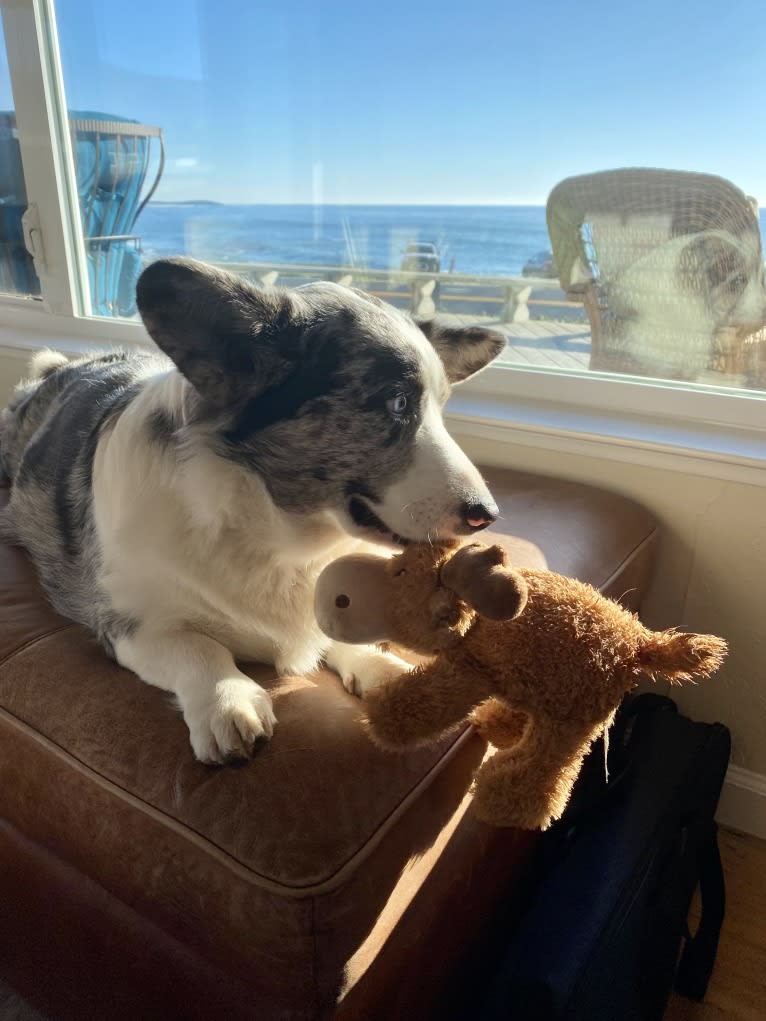 Blue Bird Of Paradise “Birdy”, a Cardigan Welsh Corgi tested with EmbarkVet.com