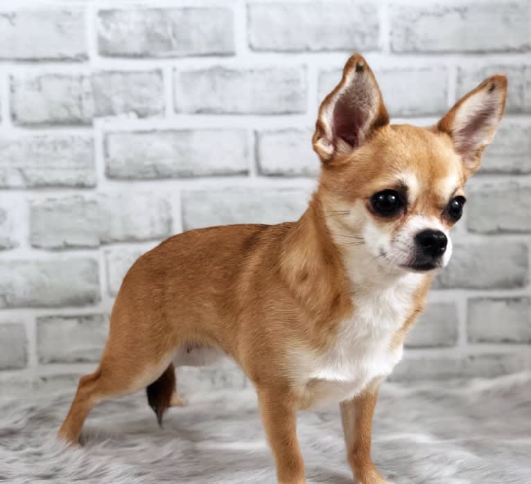 Maddy, a Chihuahua tested with EmbarkVet.com