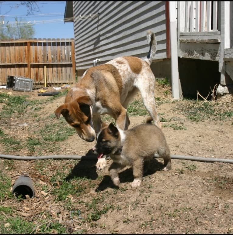 Ginger, an American Pit Bull Terrier and Australian Cattle Dog mix tested with EmbarkVet.com