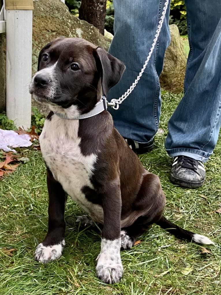 Tommy, a Boxer and American Pit Bull Terrier mix tested with EmbarkVet.com