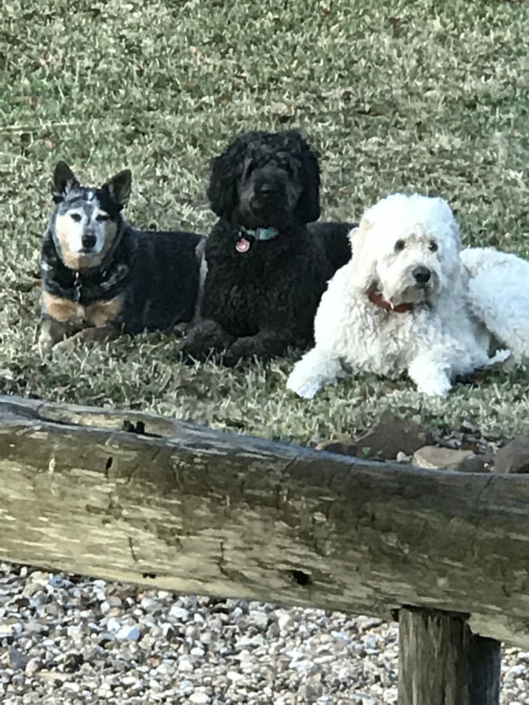 Odell, a Goldendoodle tested with EmbarkVet.com