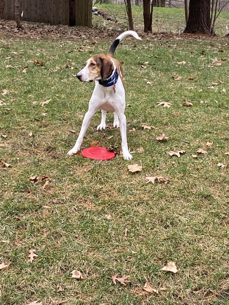 Zelley, a Treeing Walker Coonhound tested with EmbarkVet.com