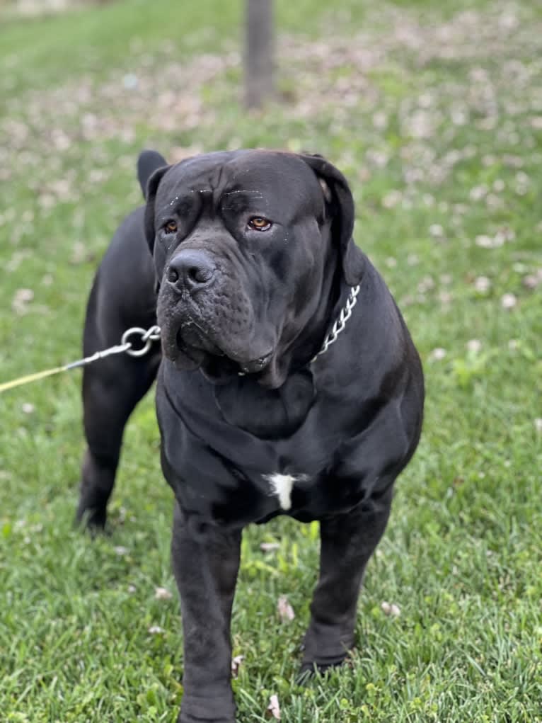 Jabali Boland, a Boerboel tested with EmbarkVet.com