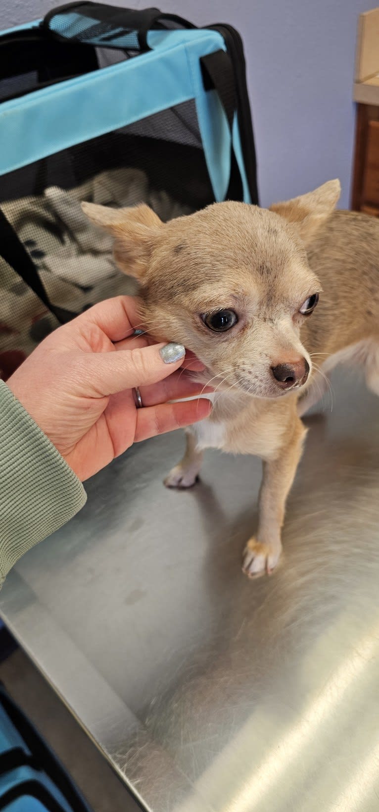 Piper, a Chihuahua tested with EmbarkVet.com