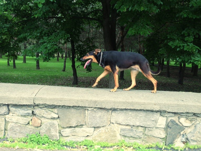 Sky, a Doberman Pinscher and German Shepherd Dog mix tested with EmbarkVet.com