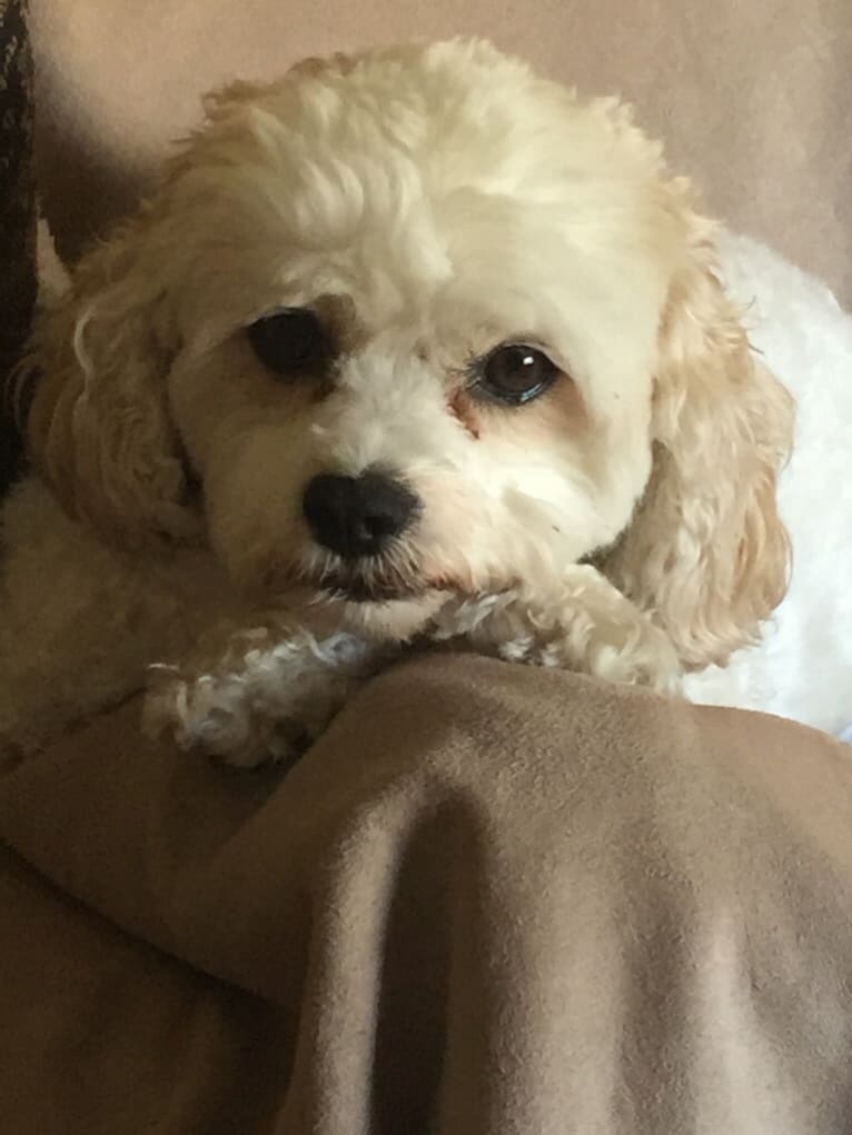 Molly, a Cavachon tested with EmbarkVet.com