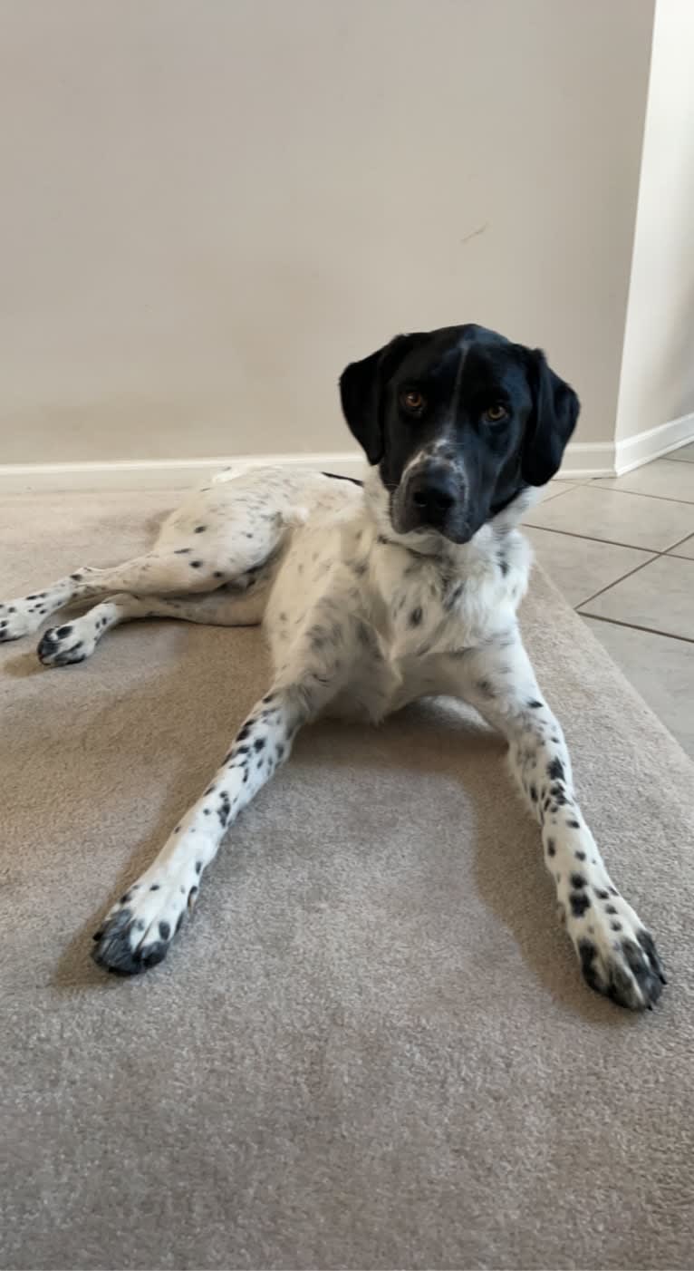 Toby, a German Shorthaired Pointer and Great Pyrenees mix tested with EmbarkVet.com