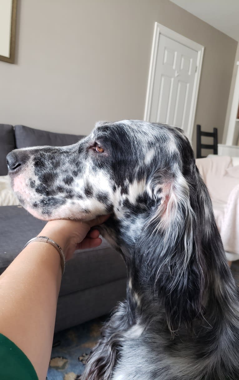 Kent, an English Setter tested with EmbarkVet.com