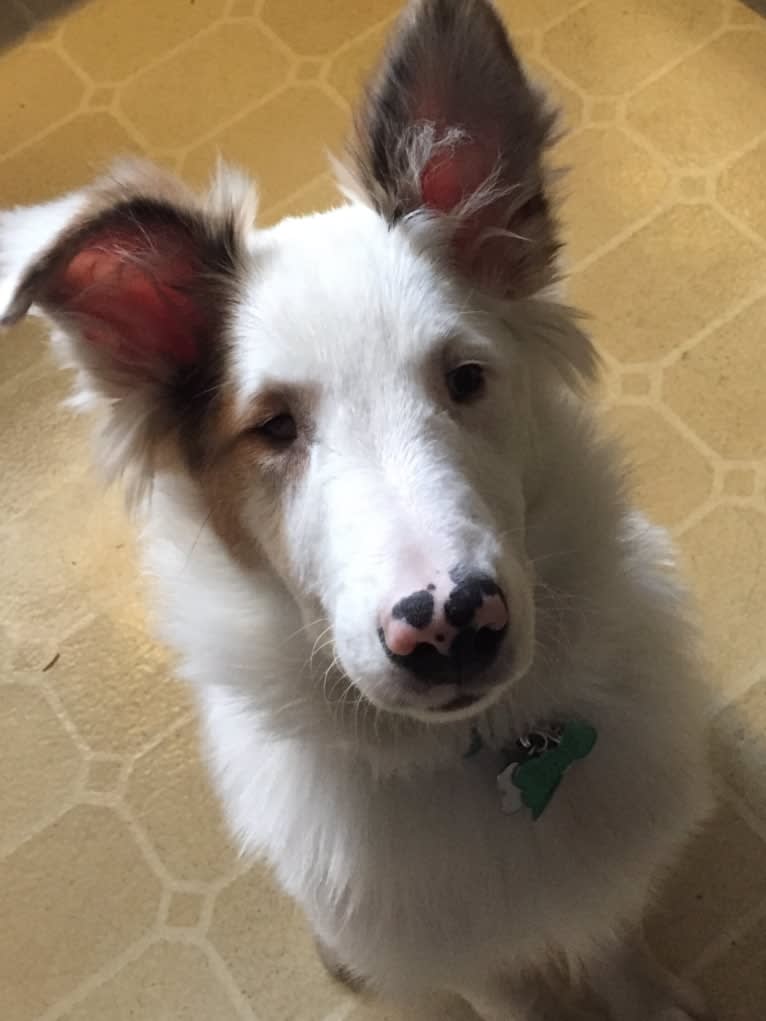 Jax, a Shetland Sheepdog and Australian Cattle Dog mix tested with EmbarkVet.com