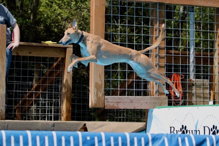 Keatz, a Whippet tested with EmbarkVet.com