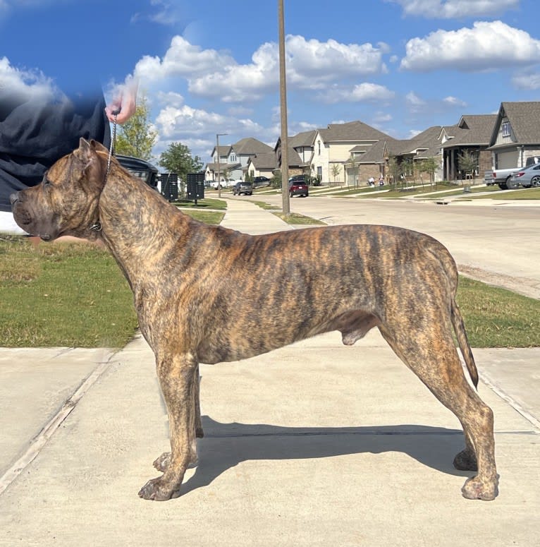 Jäger, a Perro de Presa Canario tested with EmbarkVet.com