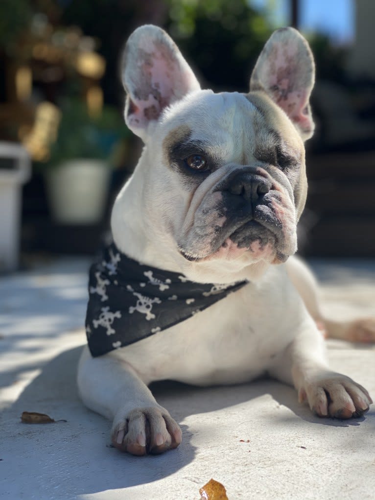 Andre, a French Bulldog tested with EmbarkVet.com