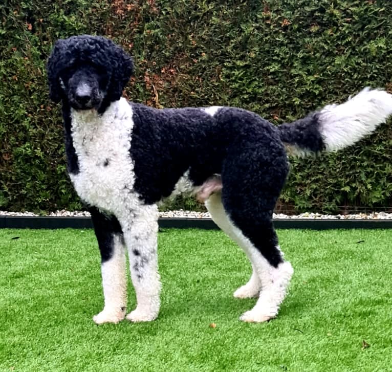 Nino, a Poodle (Standard) tested with EmbarkVet.com