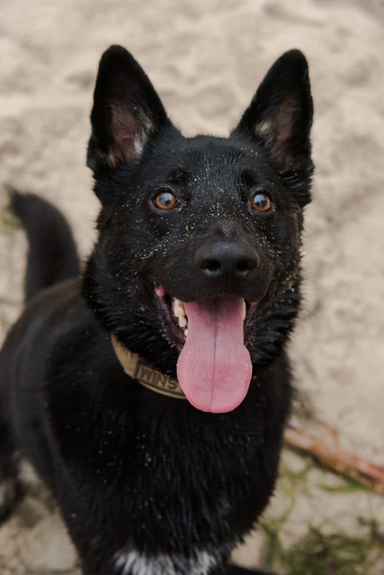 Winston, a German Shepherd Dog and Australian Cattle Dog mix tested with EmbarkVet.com