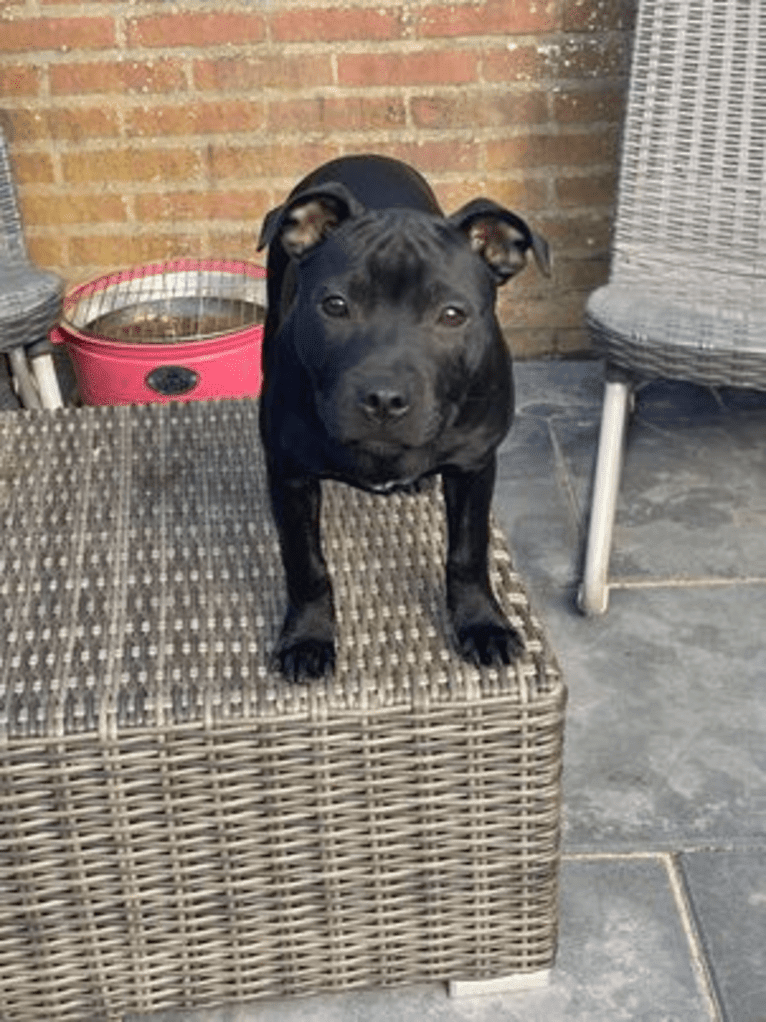 Baco, a Staffordshire Bull Terrier tested with EmbarkVet.com