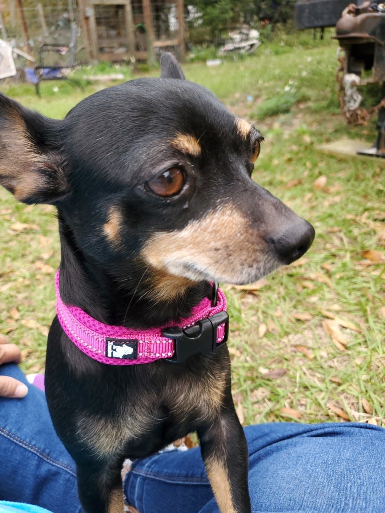 Lola, a Chihuahua and Miniature Pinscher mix tested with EmbarkVet.com