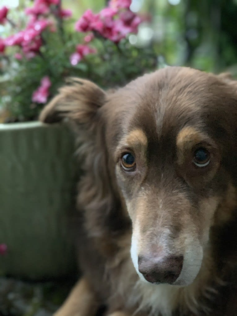 Rosie O'Doggell, an Australian Shepherd and German Shepherd Dog mix tested with EmbarkVet.com