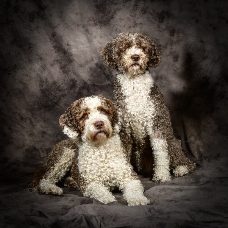 Truffel, a Spanish Water Dog tested with EmbarkVet.com