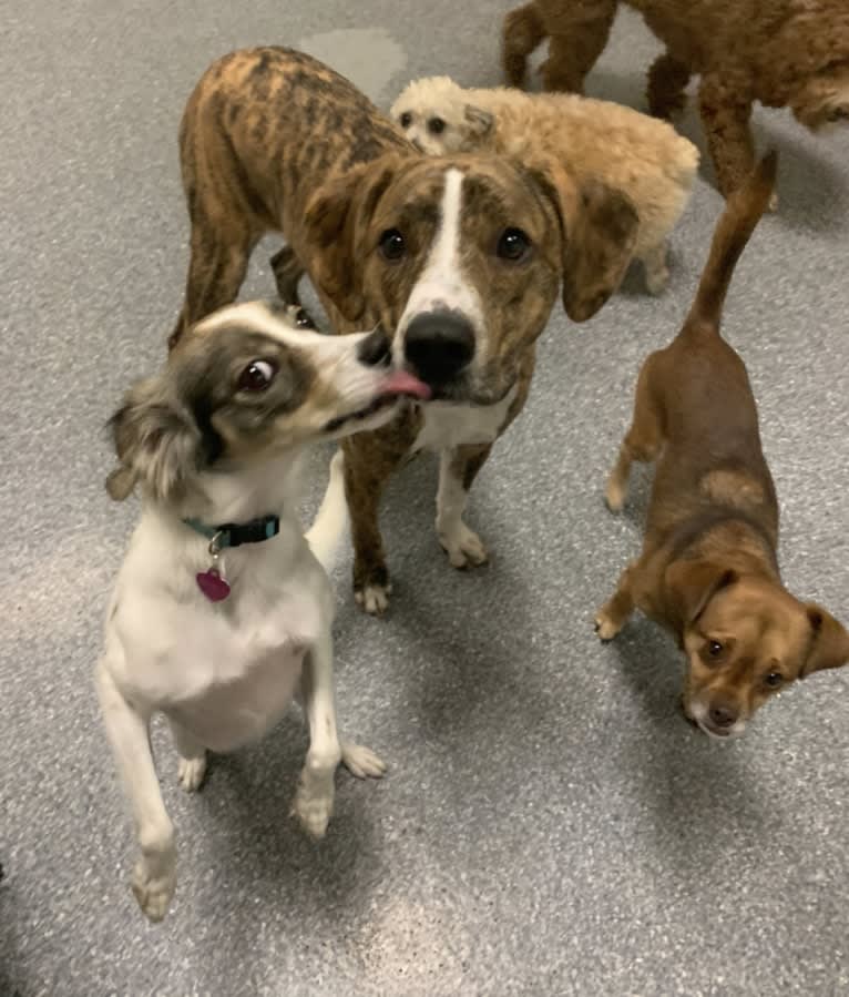 Penny, a Miniature Pinscher and Poodle (Small) mix tested with EmbarkVet.com